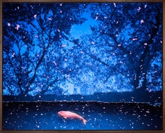 "KOI et pétales de sakura, Kyoto, Japon" Photographie contemporaine encadrée sur aluminium