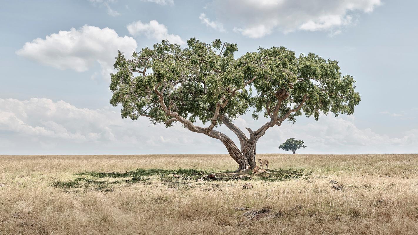 Löwe würfelt unter Achatbaum, Maasai Mara, Kenya, Afrika