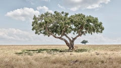 Löwe würfelt unter Achatbaum, Maasai Mara, Kenya, Afrika