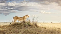 Lioness in Repose, Maasai Mara, Kenya (48” x 85”)