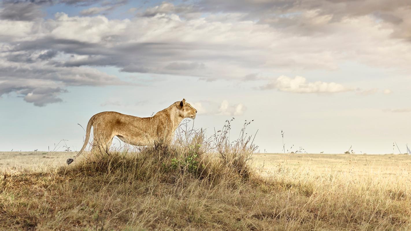Lioness in Repose, Maasai Mara, Kenya, Africa - Photograph by David Burdeny