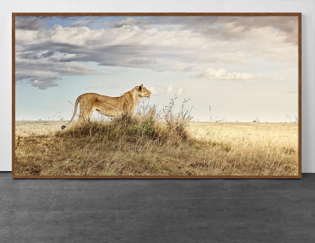 David Burdeny Landscape Photograph - Lioness in Repose, Maasai Mara, Kenya, Africa