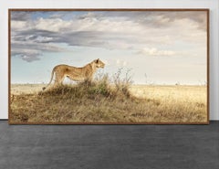 Lioness in Repose, Maasai Mara, Kenya, Africa