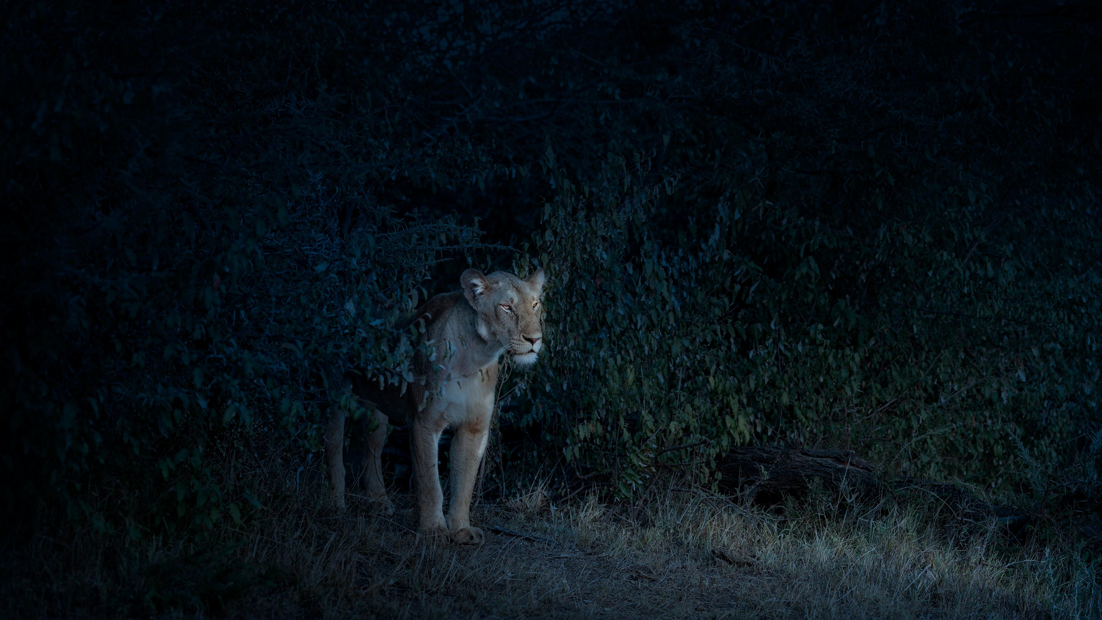 David Burdeny Landscape Photograph - Nocturne Lioness, Maasai Mara, Kenya