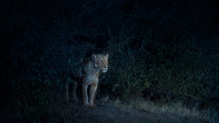 David Burdeny Color Photograph - Nocturne (Lioness), Maasai Mara, Kenya