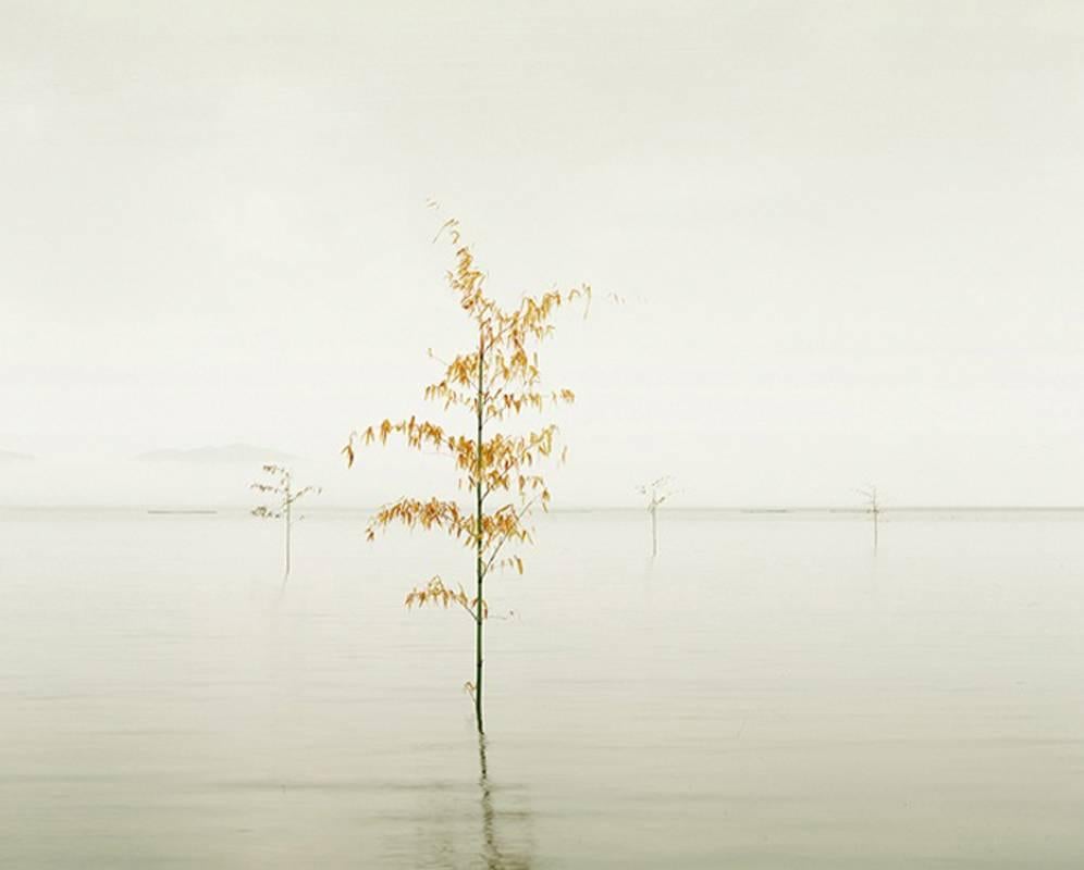 David Burdeny Landscape Photograph - Orange Leaves, Ariake Sea, Kyushu, Japan