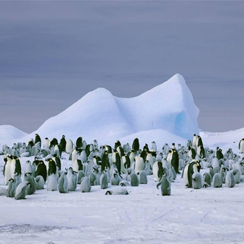 David Burdeny Landscape Photograph - Penguins Snow Hill Island