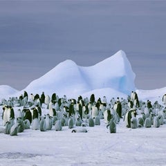 Penguins Snow Hill Island