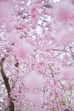 Sakura 5, Kyoto, Japan (26" x 21")