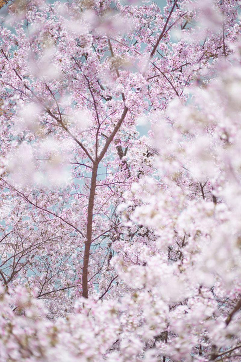 Sakura and sky, Kyoto, Japan (Diptych) - Contemporary Photograph by David Burdeny