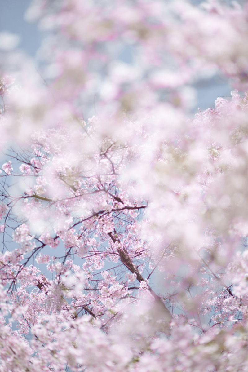 Sakura and sky, Kyoto, Japan (Diptych) For Sale 3