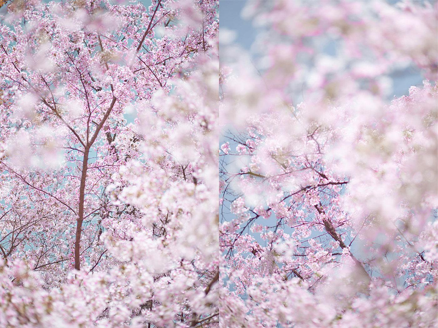 David Burdeny Color Photograph - Sakura and sky, Kyoto, Japan (Diptych)