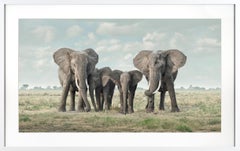 "Solice, Amboseli, Kenya" Contemporary African Elephant Family Framed Photograph