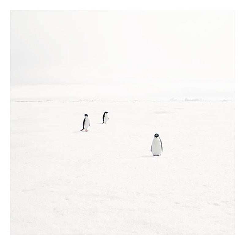 David Burdeny Landscape Photograph - Three Adeli Penguins on Fast Ice