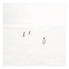 Three Adeli Penguins on Fast Ice