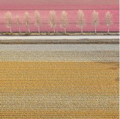 Tulips 02, Noordoostpolder, Netherlands