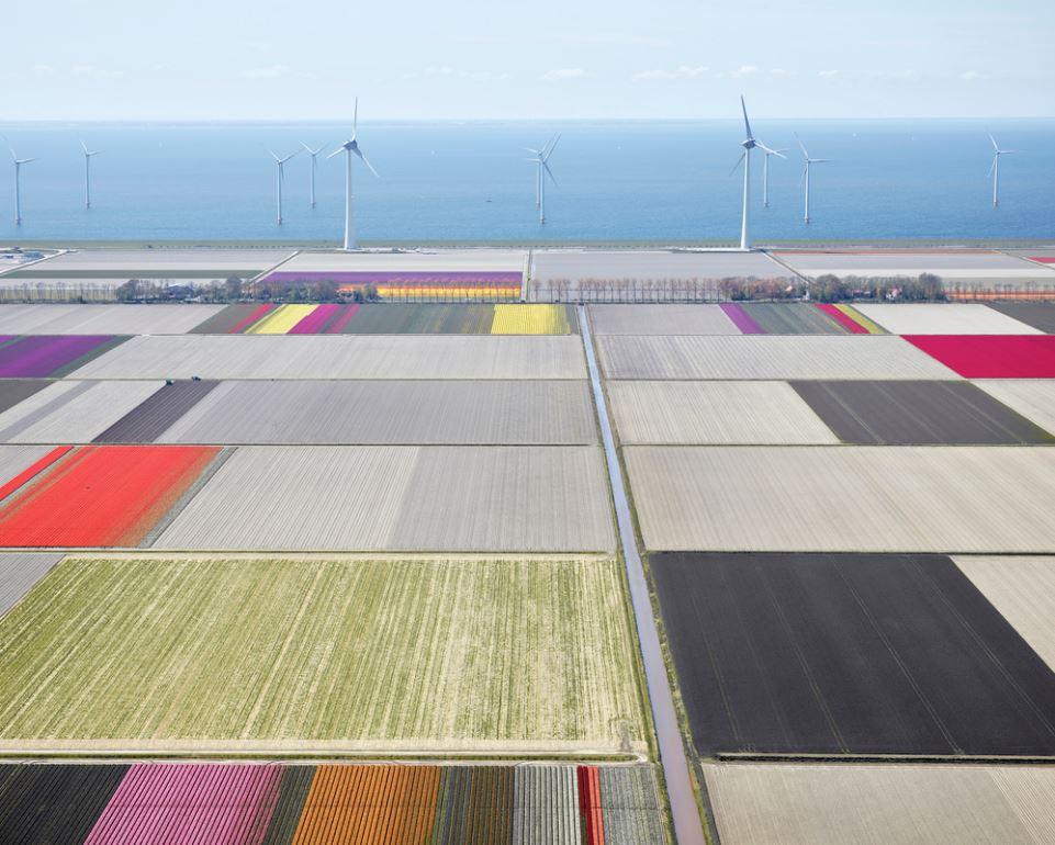 David Burdeny Color Photograph - Tulips and Turbines 02, Noordoostpolder, Netherlands