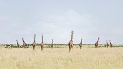 Twelve Giraffes, Maasai Mara, Kenya