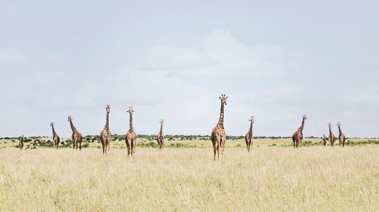 David Burdeny Color Photograph – Zwölf Giraffen, Maasai Mara, Kenya