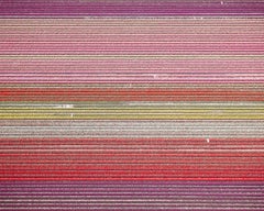 Veld 11, Noordoostpolder, Flevoland, Niederlande, Veld, 2016