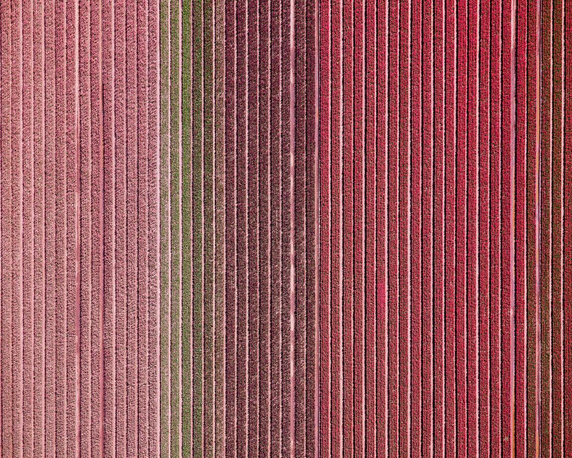 Veld 12, Noordoostpolder, Flevoland, Países Bajos, 2016 - Photograph de David Burdeny