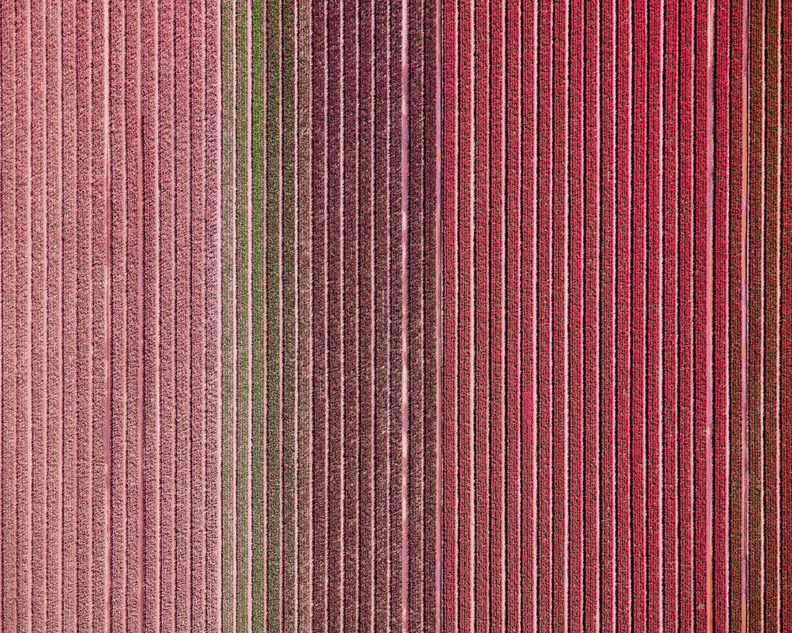 Veld 12, Noordoostpolder, Flevoland, The Netherlands, 2016 - Photograph by David Burdeny