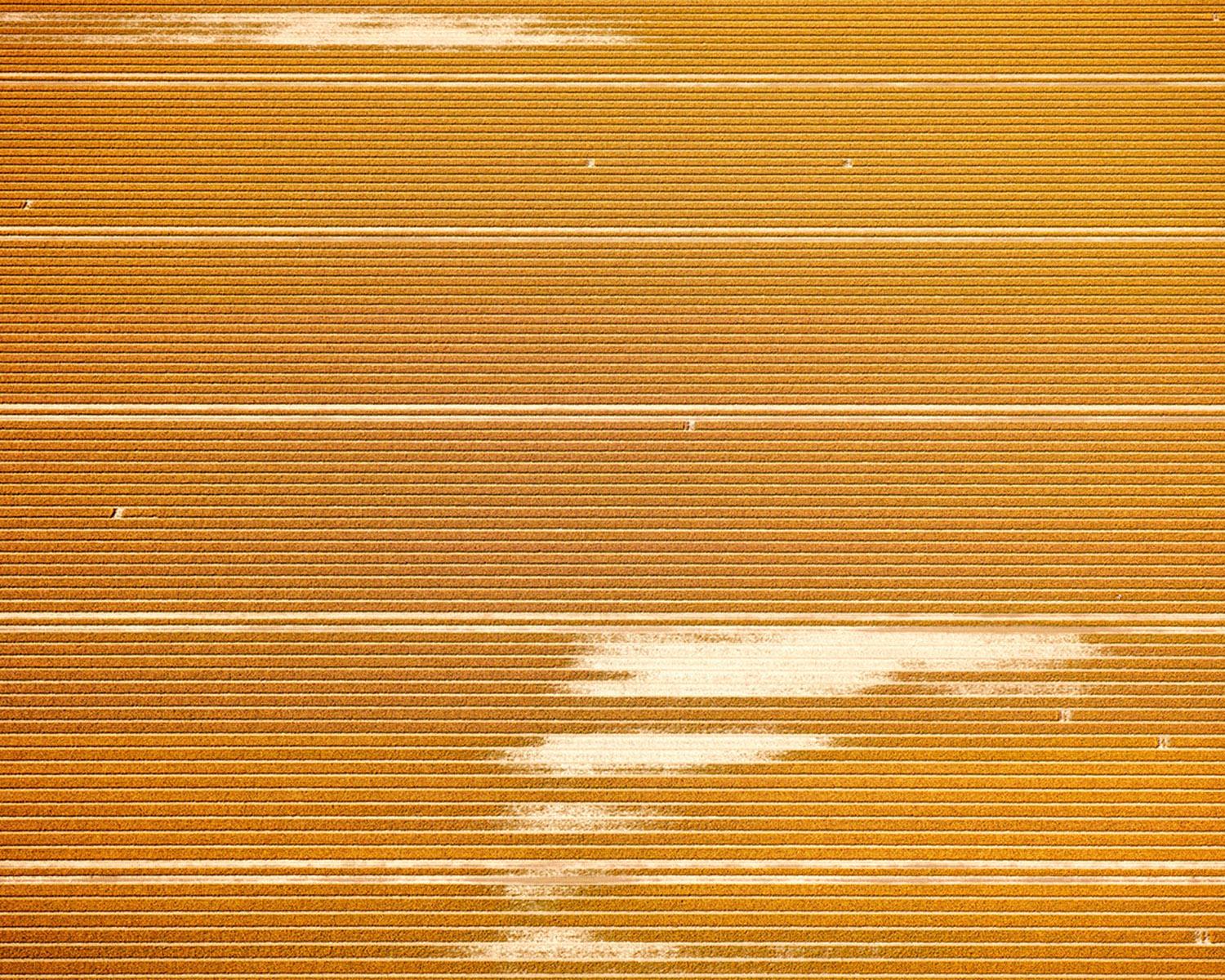 VELD 20 Noordoostpolder Flevoland, Framed Archival Pigment Print