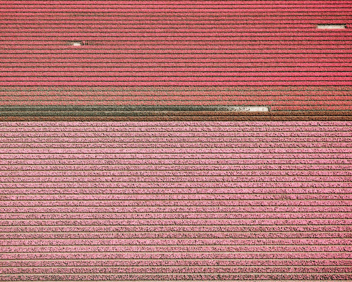 VELD 4 Noordoostpolder Flevoland, gerahmter Archivdruck, 2016