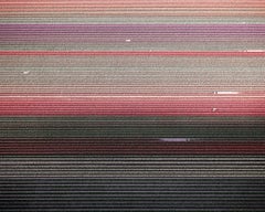 „Veld 5“ – Archiv-Pigmentdruck, zeitgenössisch, signiert, 44 x 55 Zoll