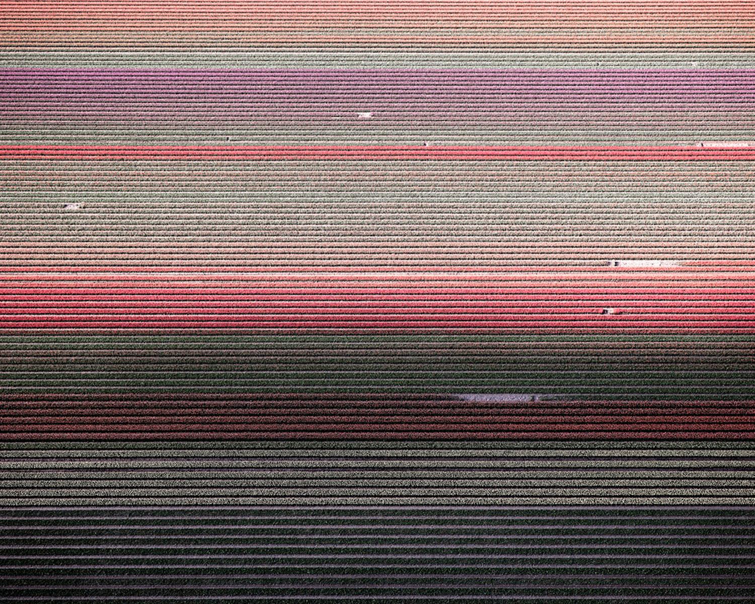 David Burdeny Color Photograph – VELD 5 Noordoostpolder Flevoland, gerahmter Archiv-Pigmentdruck