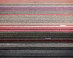 VELD 5 Noordoostpolder Flevoland, Framed Archival Pigment Print
