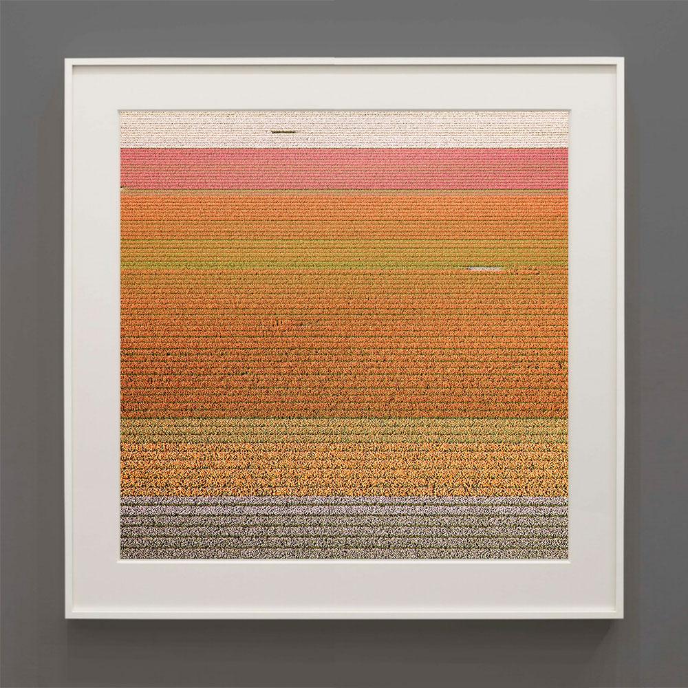 Landscape Photograph de David Burdeny - VELD 6, Noordoostpolder Flevoland, Países Bajos