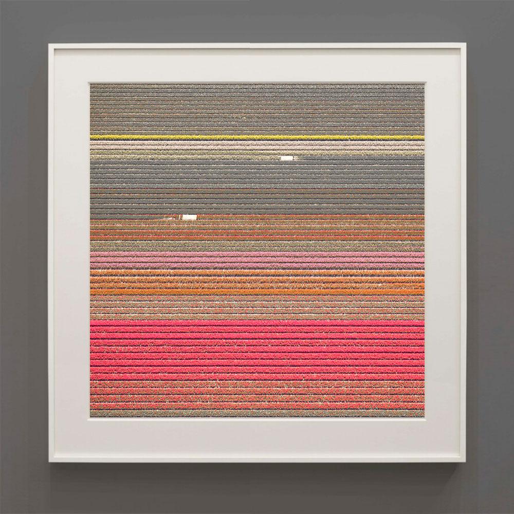 Landscape Photograph de David Burdeny - VELD 6, Noordoostpolder Flevoland, Países Bajos