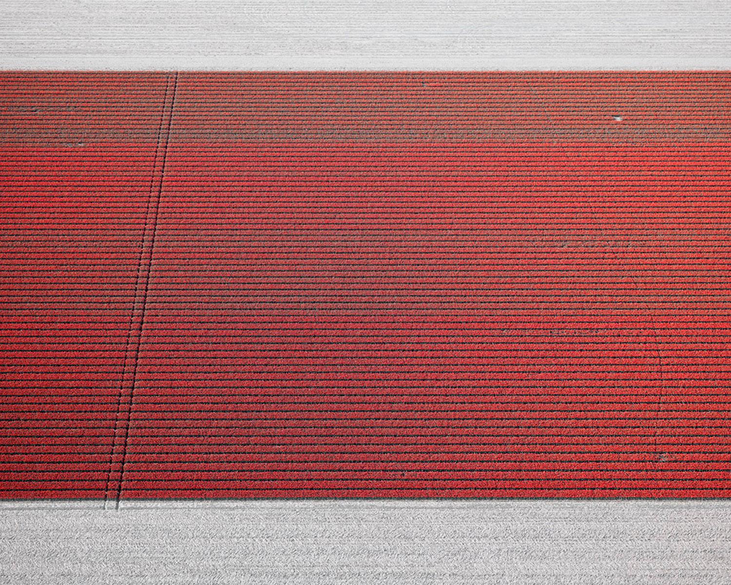 VELD 8 Noordoostpolder Flevoland, Framed Archival Pigment Print, 2016