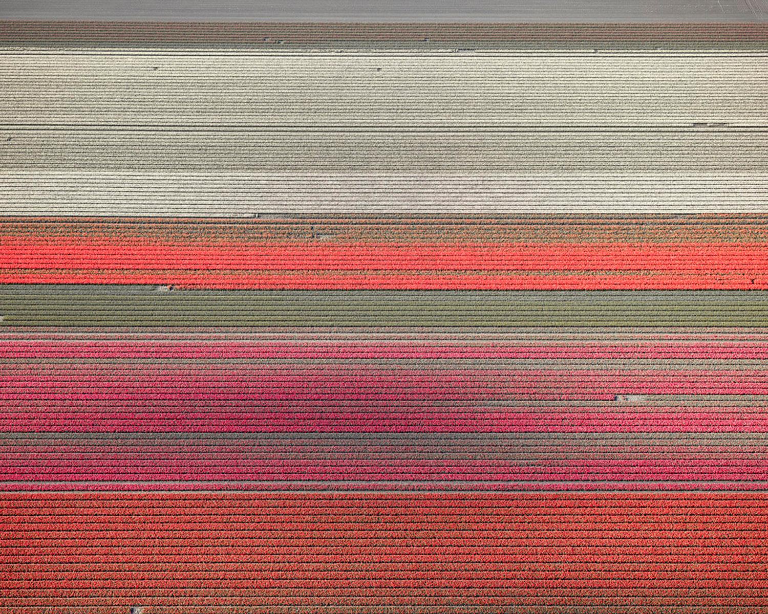 VELD 9 Noordoostpolder Flevoland, gerahmter Archiv-Pigmentdruck, 2016