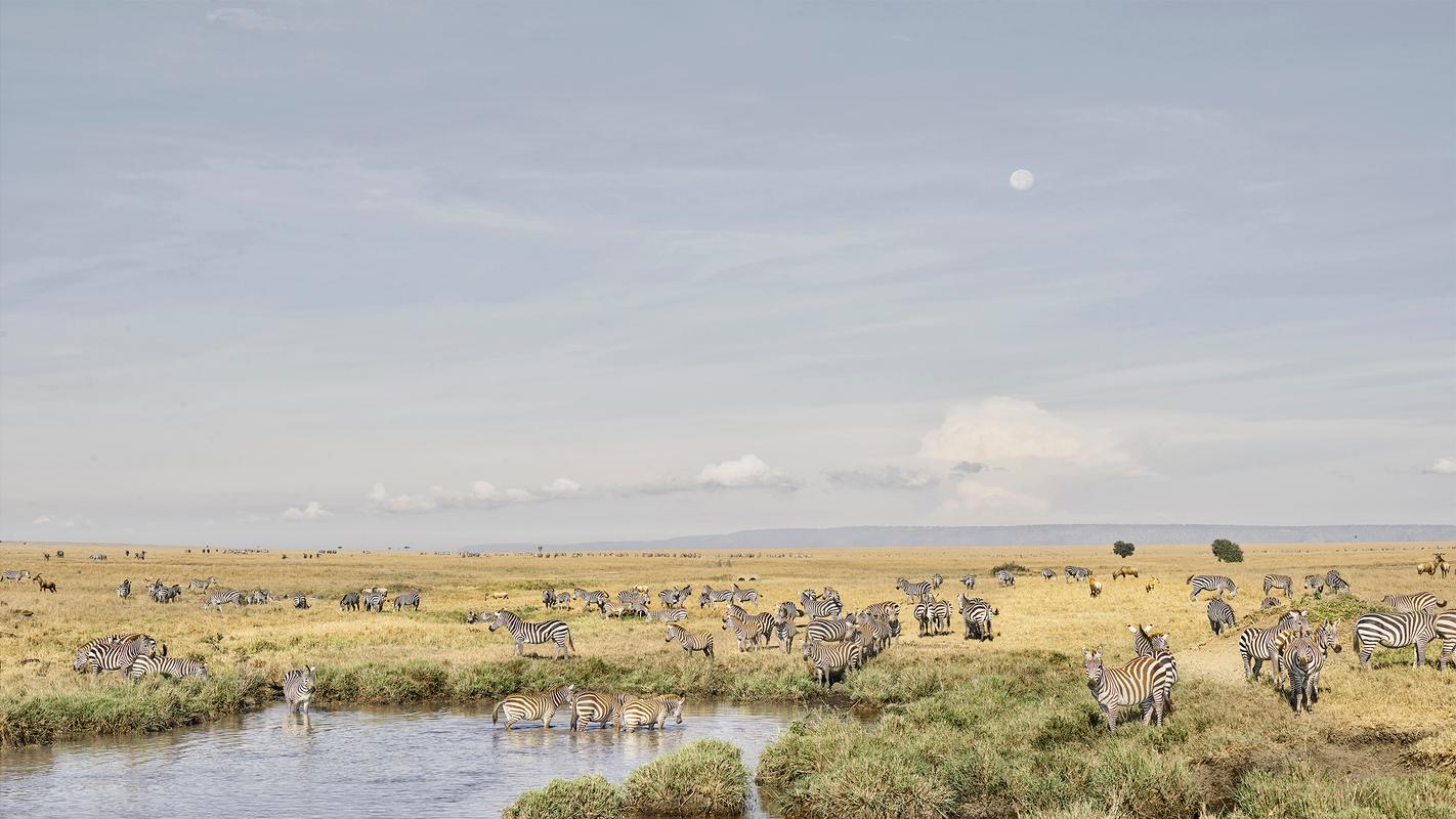 David Burdeny Landscape Photograph - Zebra at watering hole, Maasai Mara, Kenya, Africa