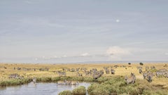 Zebra at watering hole, Maasai Mara, Kenya, Africa