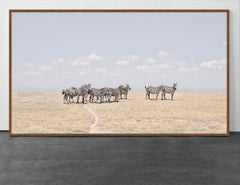 Zebra Plains, Maasai Mara, Kenya, Africa