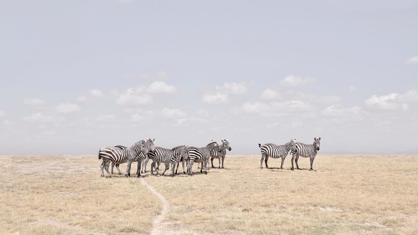 Color Photograph David Burdeny - Plaines de Zebra, Maasai Mara, Kenya, Afrique