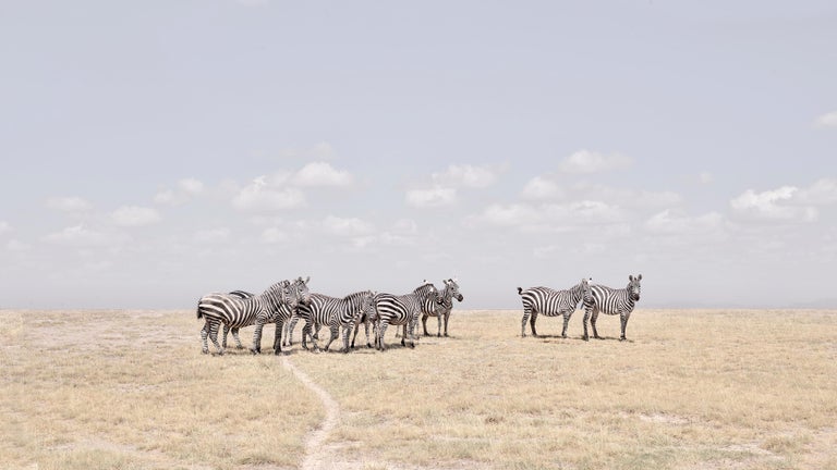 David Burdeny Landscape Photograph – Zebra Plains, Maasai Mara, Kenya