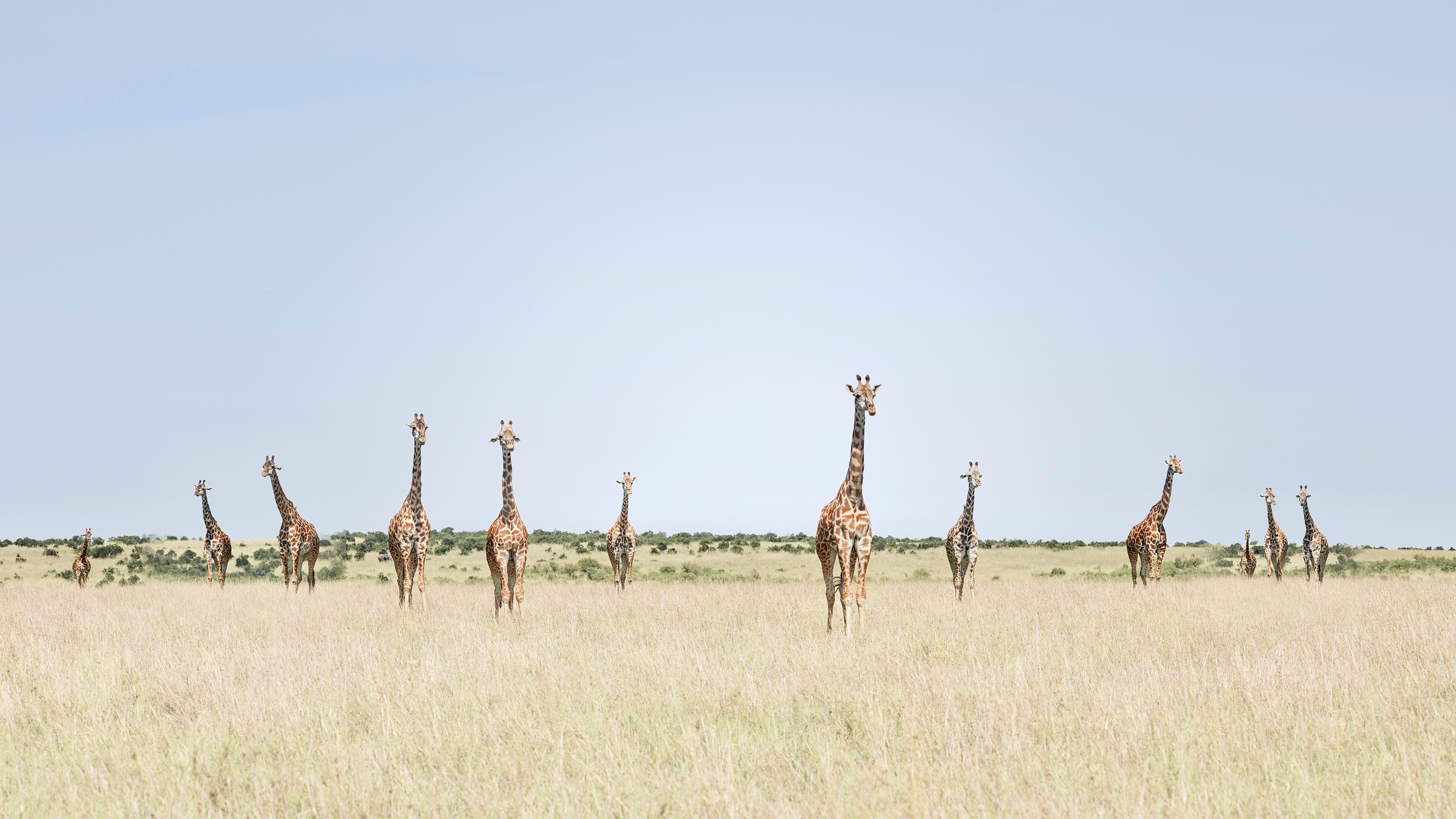 All available sizes & editions for each size of this photograph:
27” x 48" Edition of 7
37” x 66" Edition of 10
48” x 85” Edition of 5

This project Before Ever After was less about documenting the dwindling species than it was an effort re-present