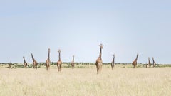 David Burdeny- 12 Girafes, Maasai Mara, Kenya, Photographie 2018, Imprimé Après