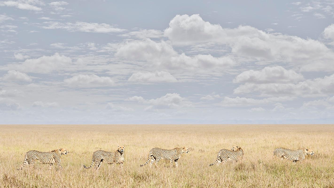 David Burdeny - Cheetah Coalition, Maasai Mara, Kenya, 2018, Printed After