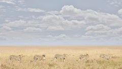 David Burdeny - Cheetah Coalition, Maasai Mara, Kenya, 2018, Printed After