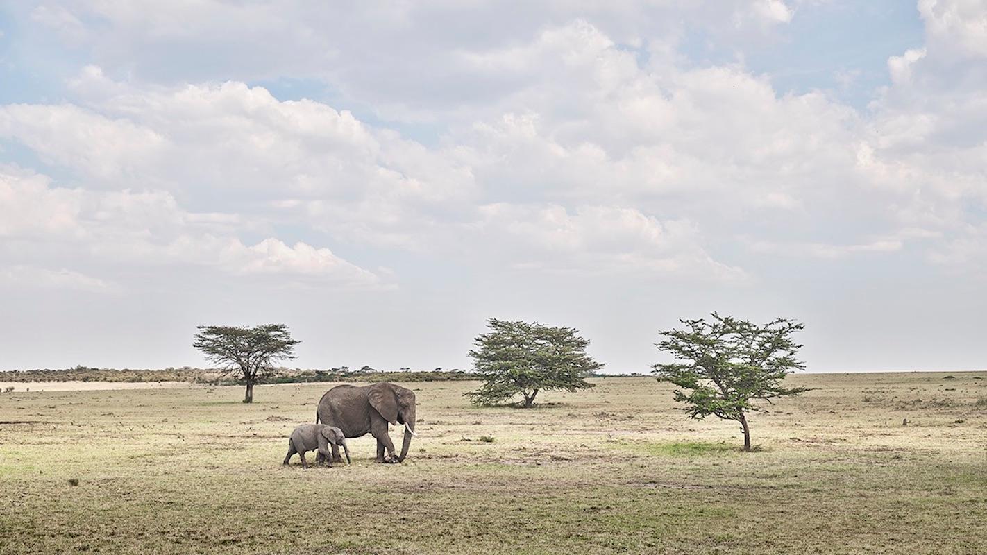 David Burdeny-Elephant Mutter und Kalb, Maasai Mara, Kenia, 2018, Druck nach