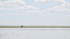 David Burdeny - Elefante en el horizonte, Amboseli, Kenia, 2018, Impreso después de