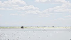 David Burdeny - Éléphant à l'horizon, Amboseli, Kenya, 2018, Imprimé d'après