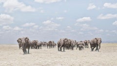 David Burdeny - Elefanti che attraversano la pianura polverosa, Amboseli, 2018, stampa successiva