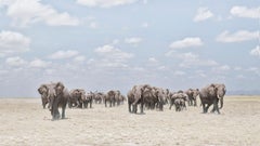 David Burdeny - Éléphants croisant une plaque poussiéreuse, Amboseli, 2018, imprimé d'après
