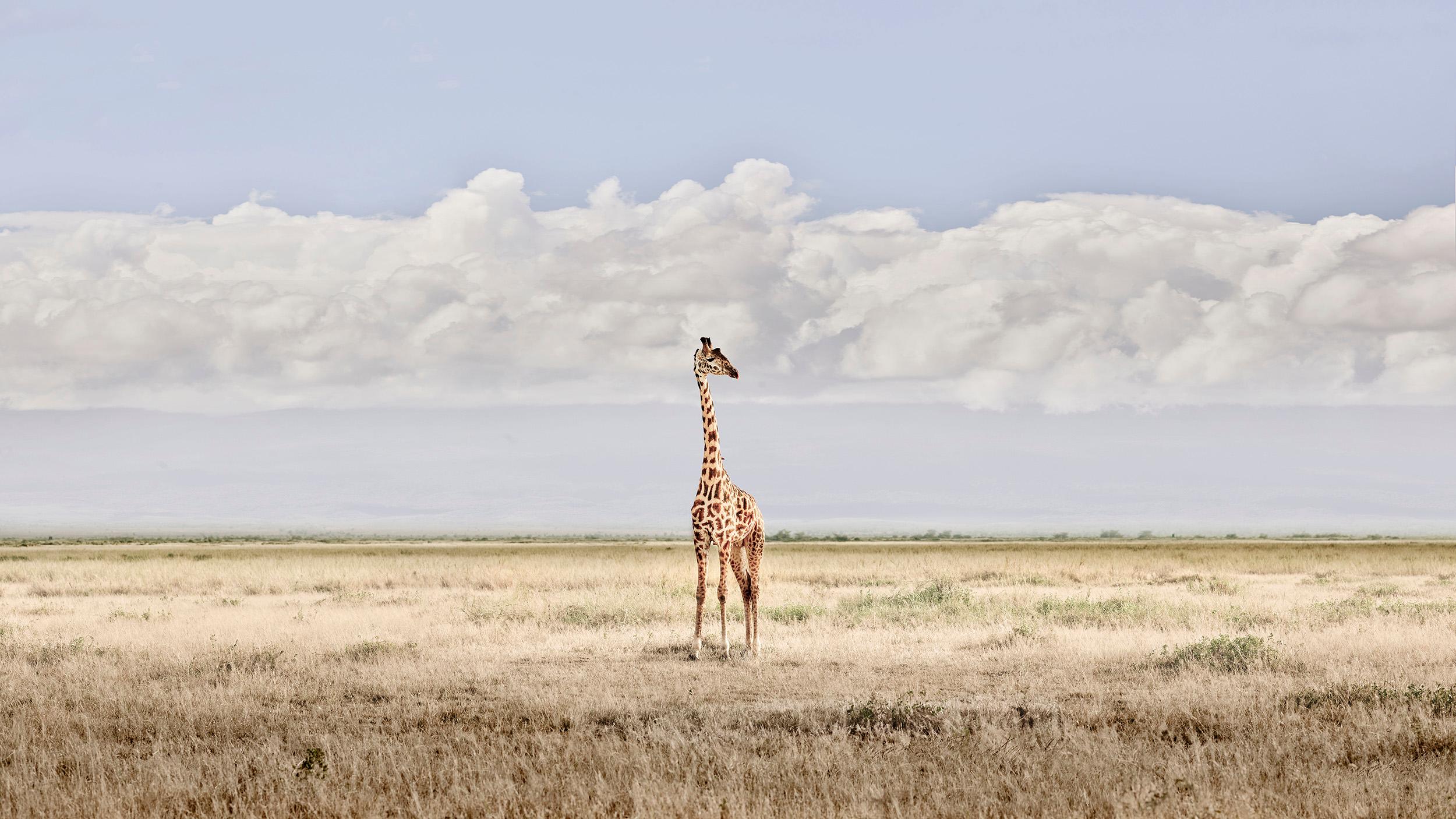 David Burdeny - Head in the Clouds, Amboseli, Kenia, 2018, Gedruckt nach